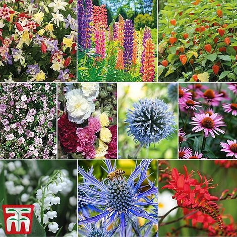 Everlasting Perennial Collection 3 Everlasting Perennial Collection