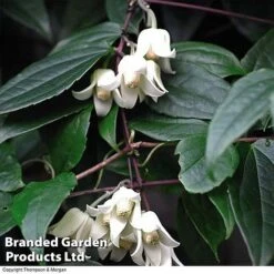 Clematis All Season Collection -Perfect Greenery 203320B