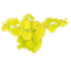 Acer Shirasawanum Aureum 11 Acer Shirasawanum Aureum -Perfect Greenery 2554851