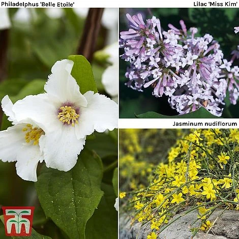 Hardy Shrub Trio 3 Hardy Shrub Trio