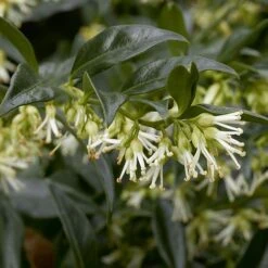 Fragrant Winter Shrub Collection -Perfect Greenery 43