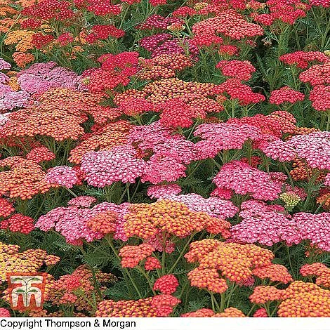 Achillea Millefolium 'Summer Berries' 4 Achillea Millefolium 'Summer Berries' - Image 2