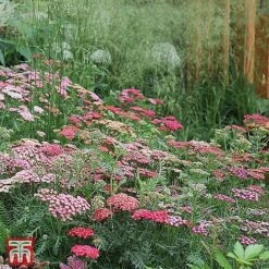 Achillea Millefolium 'Summer Berries' 7 Achillea Millefolium 'Summer Berries' -Perfect Greenery 4477 ACHI 21