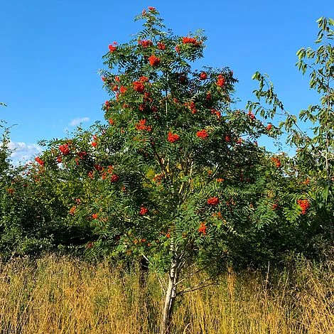 Rowan Tree (Sorbus Aucuparia) Grown By Cotswold Trees 3 Rowan Tree (Sorbus Aucuparia) Grown By Cotswold Trees