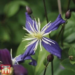 Clematis All Season Climbing Collection -Perfect Greenery 48