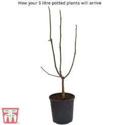 Magnolia X Loebneri 'Wildcat' -Perfect Greenery 5litre potted plant