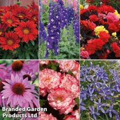 Summer Plant & Seed Bundle -Perfect Greenery 6 2