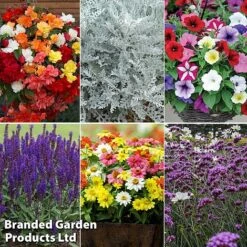 Summer Plant & Seed Bundle -Perfect Greenery 6 4