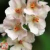 Verbascum Phoeniceum (Hybrids) -Perfect Greenery 8784 VERB 1