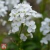 Hesperis Matronalis Var. Albiflora -Perfect Greenery 9048 HESP 1