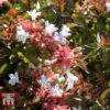 Abelia X Grandiflora -Perfect Greenery ABEL T58113 A