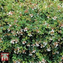Abelia X Grandiflora -Perfect Greenery ABEL T58113 C