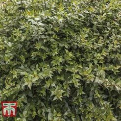 Abelia X Grandiflora -Perfect Greenery ABEL T58113 D
