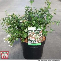 Abelia X Grandiflora -Perfect Greenery ABEL T58113 P