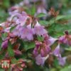 Abelia 'Pink Pong' -Perfect Greenery ABEL T71324 A2