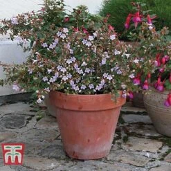 Abelia 'Pink Pong' -Perfect Greenery ABEL T71324 F
