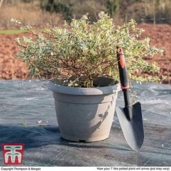 Abelia X Grandiflora 'Sparkling Silver' -Perfect Greenery ABEL WKB9190 L