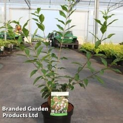 Abelia Mosanensis 'Monia' -Perfect Greenery ABEL MONIA S45155