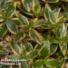Abelia X Grandiflora 'Tricolour Charm' -Perfect Greenery ABEL TRICOLOUR S51034
