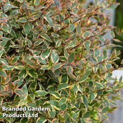 Abelia X Grandiflora 'Tricolour Charm' -Perfect Greenery ABEL TRICOLOUR S51036