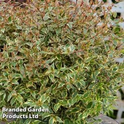 Abelia X Grandiflora 'Tricolour Charm' -Perfect Greenery ABEL TRICOLOUR S51037