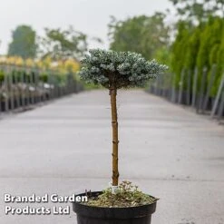 Abies Koreana 'Kohouts Icebreaker' -Perfect Greenery ABIE KOHOUTSIC S45151