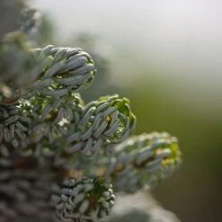 Abies Koreana 'Kohouts Icebreaker' -Perfect Greenery ABIE KOHOUTSIC S45153 NOW