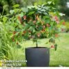 Abutilon Megapotamicum -Perfect Greenery ABUT BIGBELL T33117