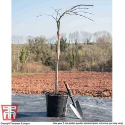 Acer Palmatum 'Inaba-shidare' -Perfect Greenery ACER KB3298 L