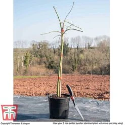 Acer Palmatum Var. Dissectum 'Viridis' -Perfect Greenery ACER WKB9195 L