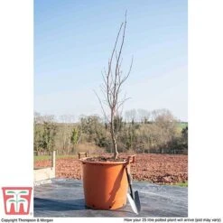 Acer Palmatum 'Bloodgood' -Perfect Greenery ACER WKB9197 L