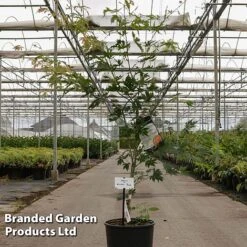 Acer Pseudosieboldianum 'Arctic Jade' 5 Acer Pseudosieboldianum 'Arctic Jade' -Perfect Greenery ACER ARCTICJAD S45240