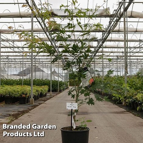 Acer Pseudosieboldianum 'Arctic Jade' 4 Acer Pseudosieboldianum 'Arctic Jade' - Image 2