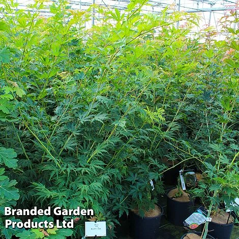 Acer Pseudosieboldianum 'Arctic Jade' 3 Acer Pseudosieboldianum 'Arctic Jade'