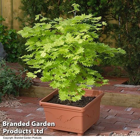 Acer Shirasawanum Aureum 4 Acer Shirasawanum Aureum - Image 2