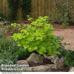 Acer Shirasawanum Aureum 9 Acer Shirasawanum Aureum -Perfect Greenery ACER AUREUM T36443