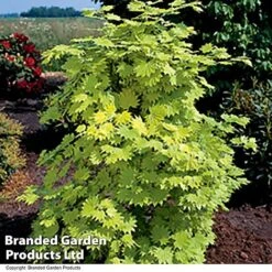 Acer Shirasawanum Aureum 10 Acer Shirasawanum Aureum -Perfect Greenery ACER AUREUM T36444