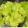 Acer Shirasawanum Aureum -Perfect Greenery ACER AUREUM T50824
