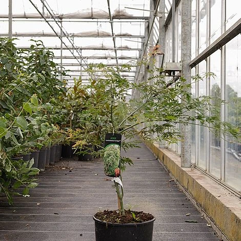 Acer Pseudosieboldianum 'Ice Dragon' 4 Acer Pseudosieboldianum 'Ice Dragon' - Image 2