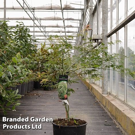 Acer Pseudosieboldianum 'Ice Dragon' 3 Acer Pseudosieboldianum 'Ice Dragon'