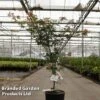 Acer Pseudosieboldianum 'North Wind' -Perfect Greenery ACER NORTHWIND S45244
