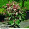 Acer Conspicuum 'Red Flamingo' 1 Acer Conspicuum 'Red Flamingo' -Perfect Greenery ACER REDFLAMIN T35963