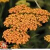 Achillea 'Terracotta' 2 Achillea 'Terracotta' -Perfect Greenery ACHI T62174 A