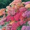 Achillea Millefolium 'Summer Berries' -Perfect Greenery ACHI WKC2161 C