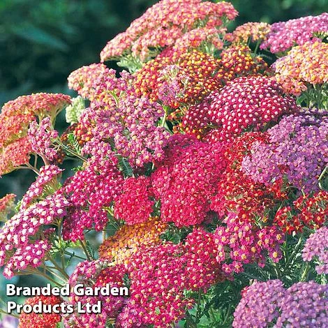 Achillea Millefolium 'Summer Berries' 3 Achillea Millefolium 'Summer Berries'