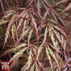 Acer Palmatum 'Crimson Queen' -Perfect Greenery ACer crimson2