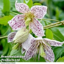 Clematis All Season Collection -Perfect Greenery ADEVNT BELLS