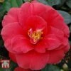 Camellia Japonica 'Adolphe Audusson' -Perfect Greenery ADOL 26824 A1
