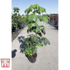 Aesculus Parviflora -Perfect Greenery AESC TKA3068 A