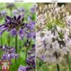 Agapanthus Duo Fireworks & Poppin Purple -Perfect Greenery AGAP KB3122 A